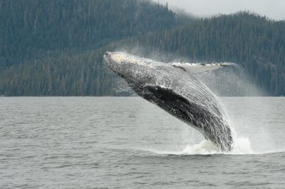 Nuquí y Bahía Solano, protagonistas en avistamiento de ballenas jorobadas - Eje21