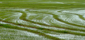 Plantación arroz